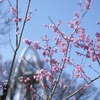 春１３８タワーを望む