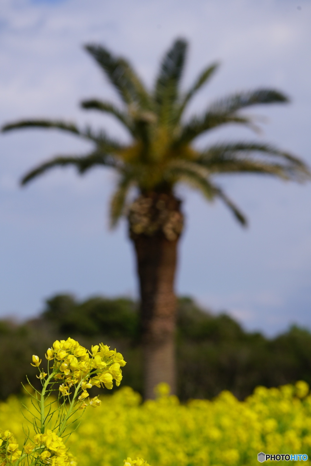 菜の花と・・・