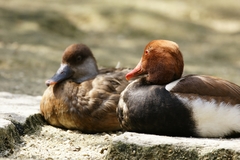 ここだけのハ・ナ・シ