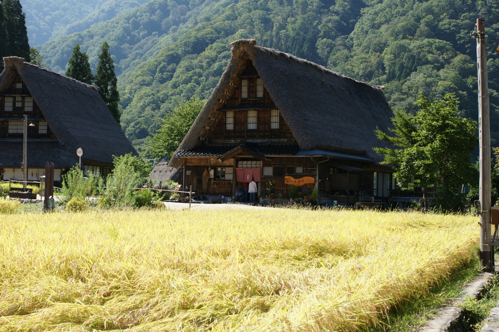 五箇山2013初秋006