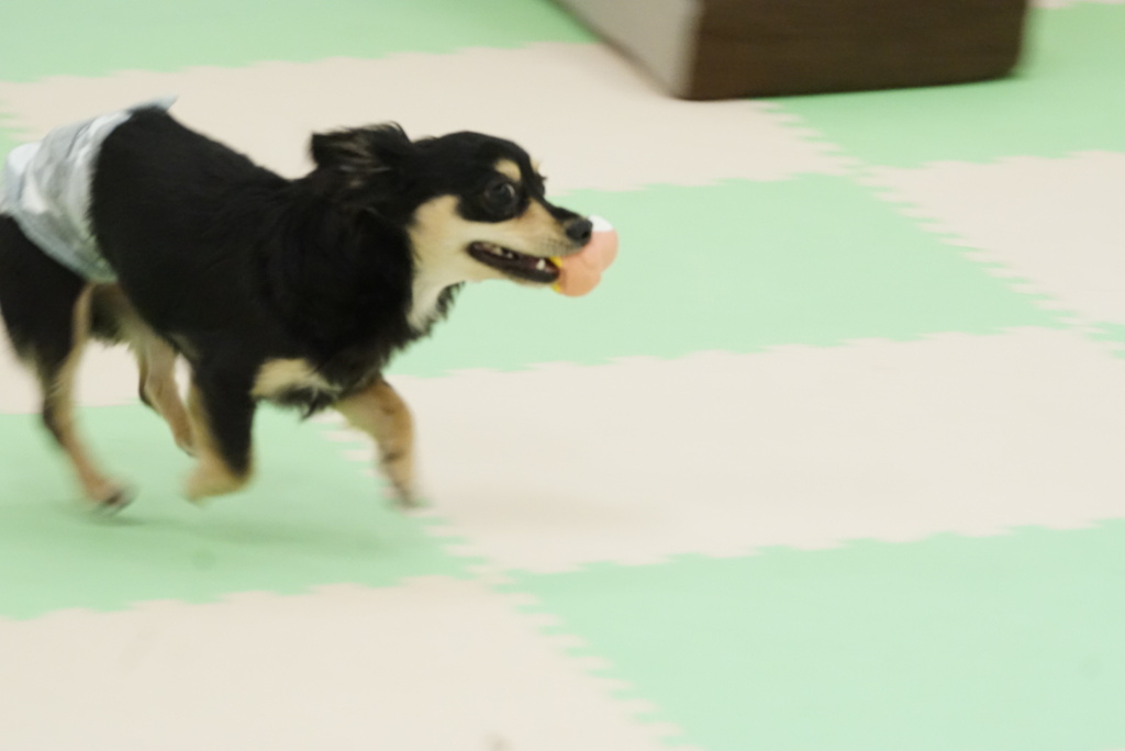 障害多いなー