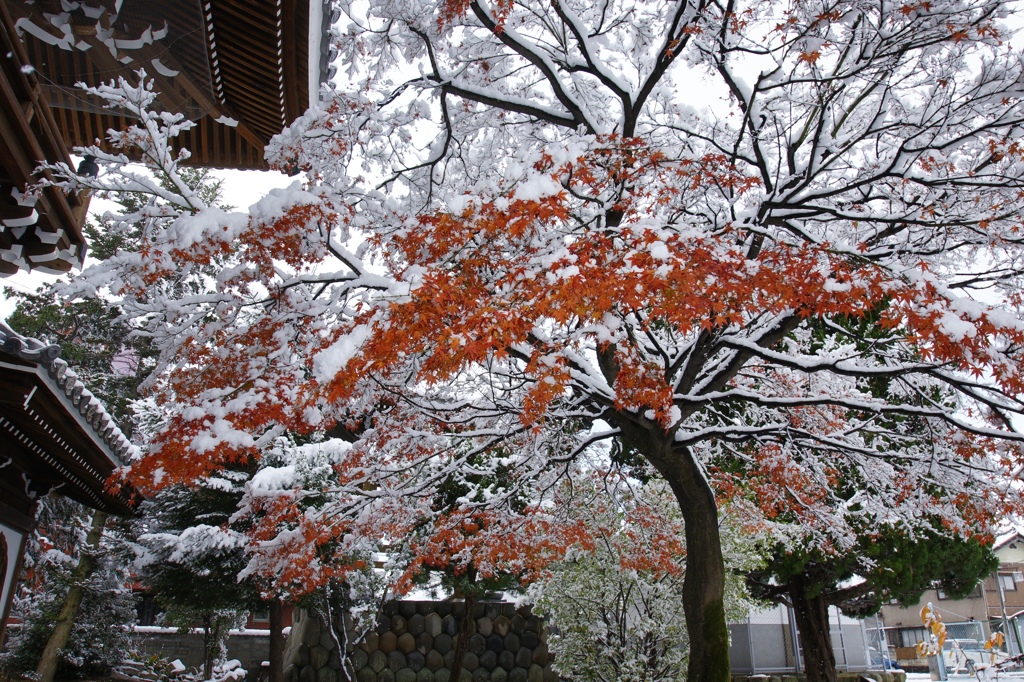 楓と雪