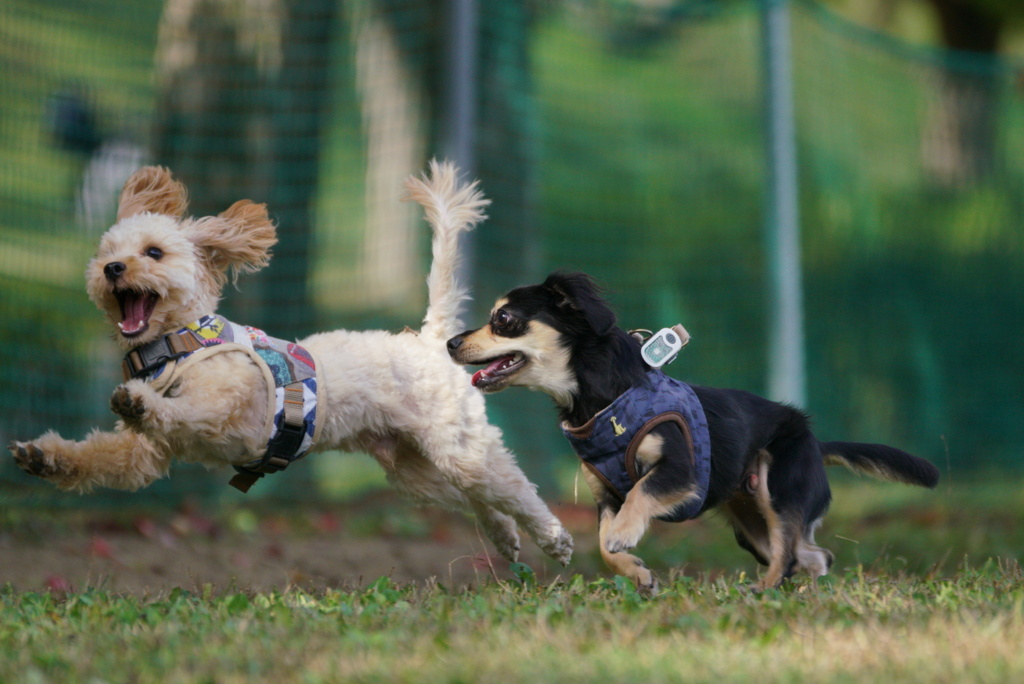 飛行犬