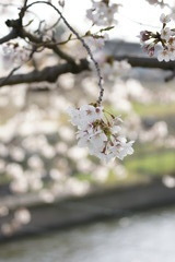 水辺の桜
