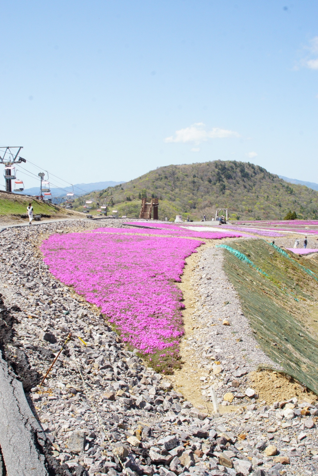 芝桜