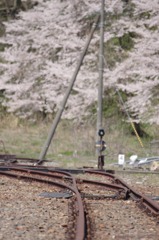 鉄路と桜