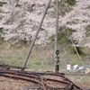 鉄路と桜