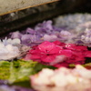花筏（ver.紫陽花）