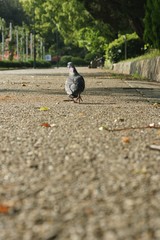 鳩の目線