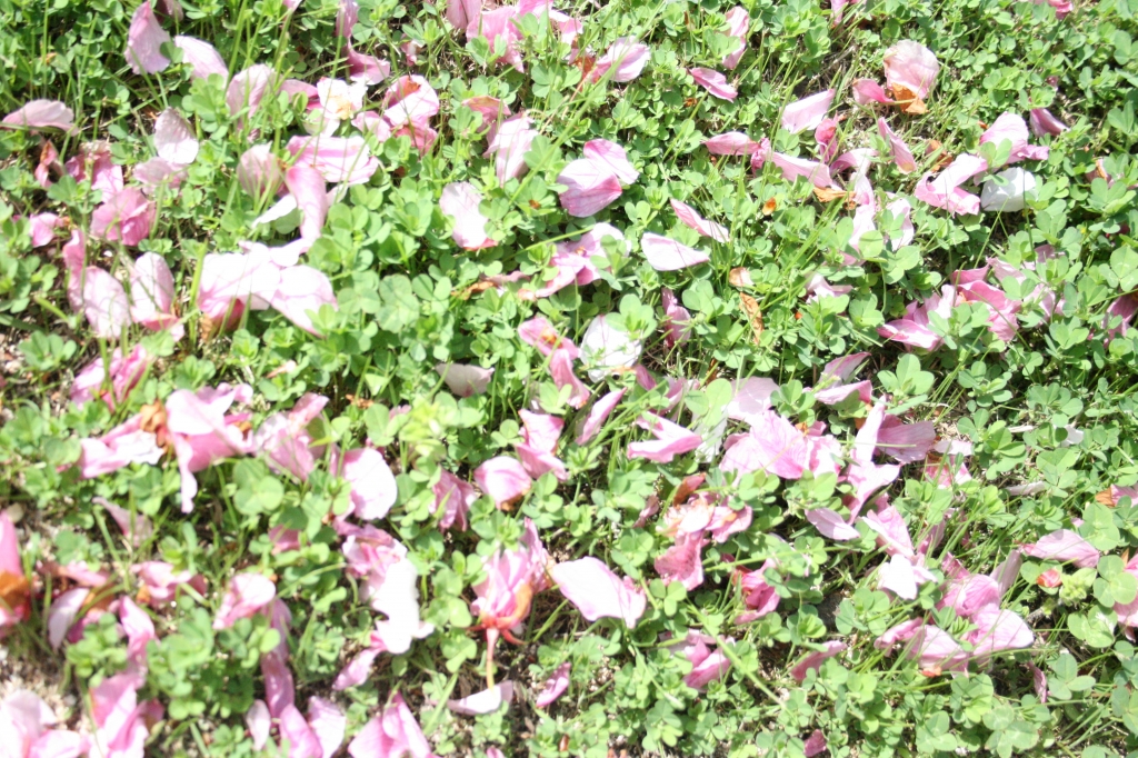 クローバーと花びら