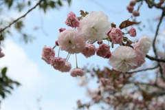 八重桜