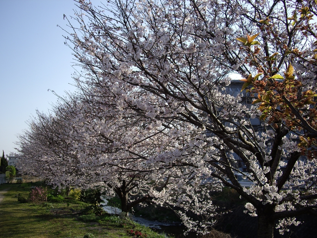散歩道　桜