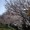 散歩道　桜