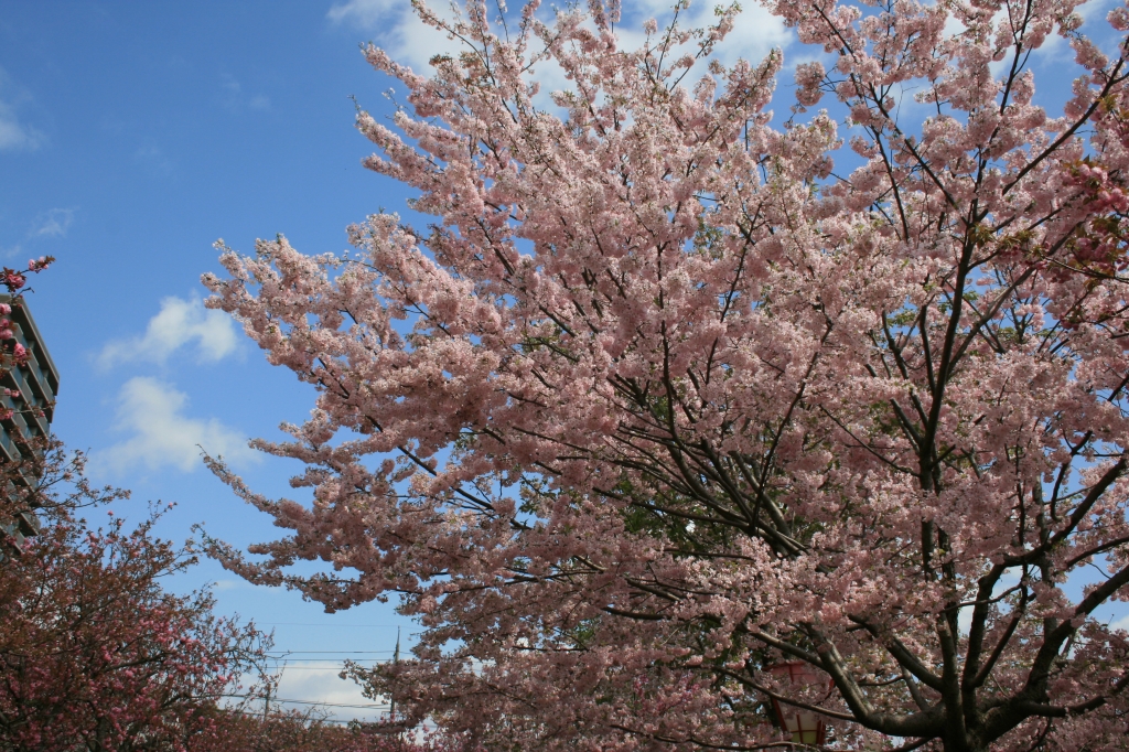 八重桜