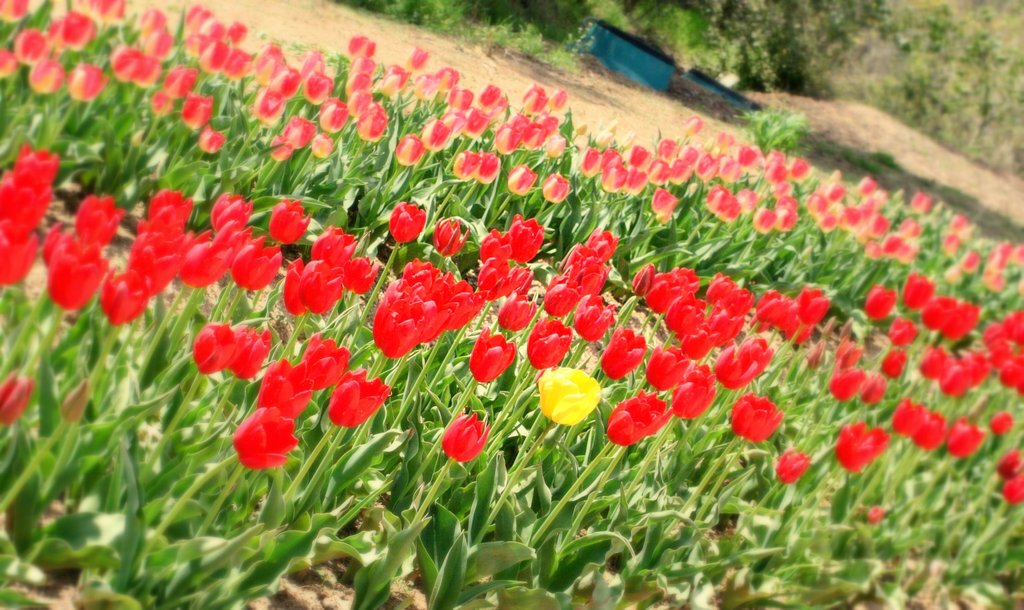 迷子の黄色さん