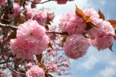 八重桜