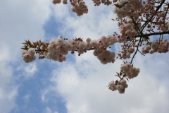 八重桜