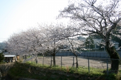 学校を囲む桜の木