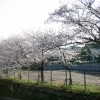 学校を囲む桜の木