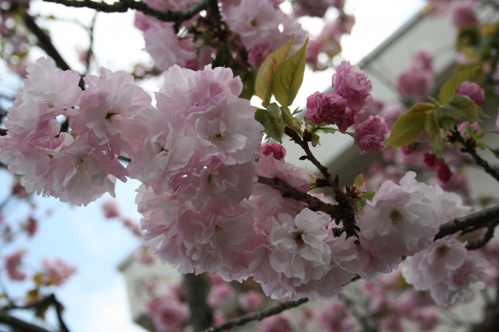 八重桜