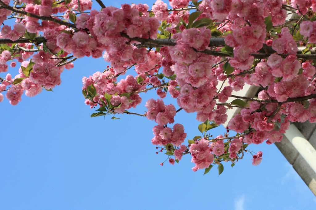 八重桜
