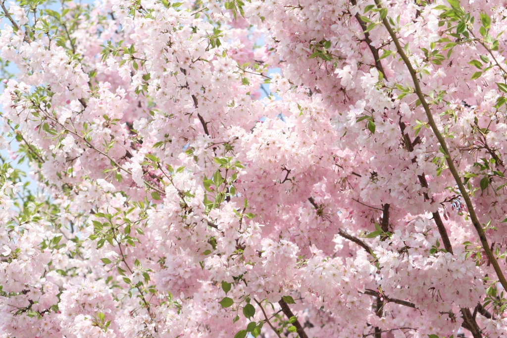 八重桜
