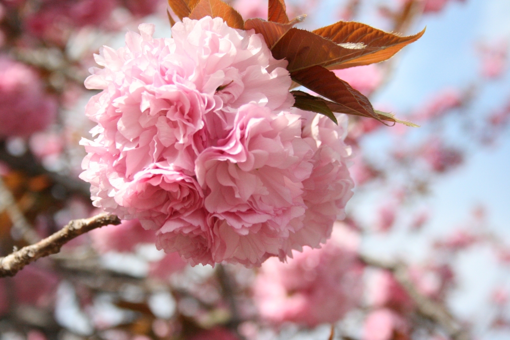 手毬　八重桜