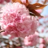 手毬　八重桜