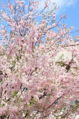 桜　八重桜
