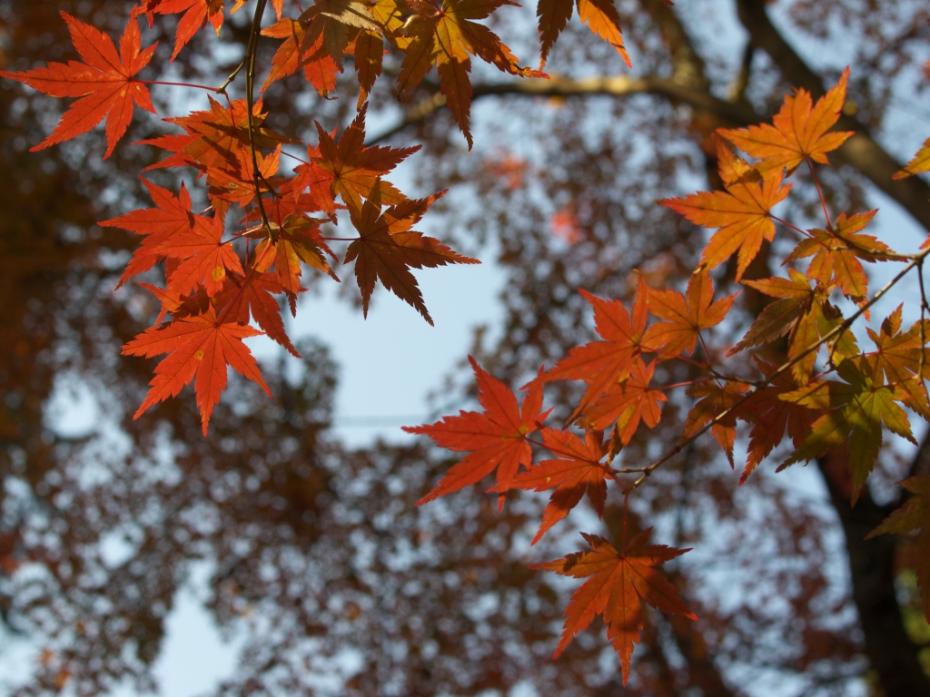 黄・橙・赤