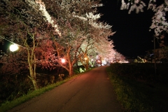 桜ロード1