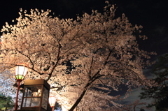 兼六園　桜