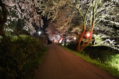 桜ロード2