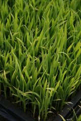 田植え準備OK