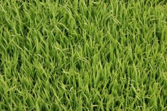 田植え準備OK