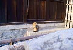 ぽつんとねこ