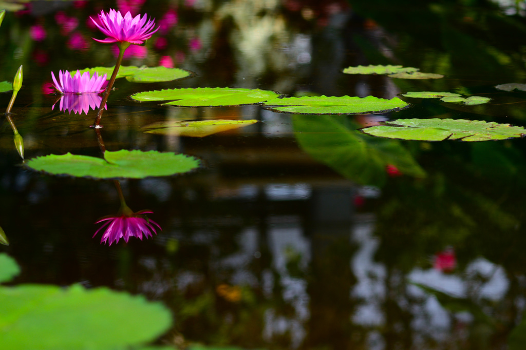 神戸花鳥園