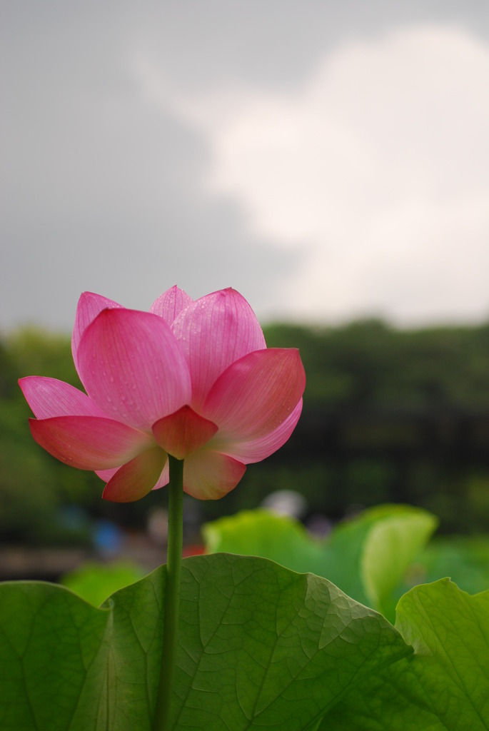 雨止む