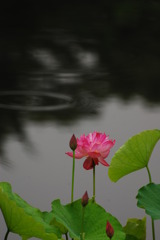 雨の蓮池