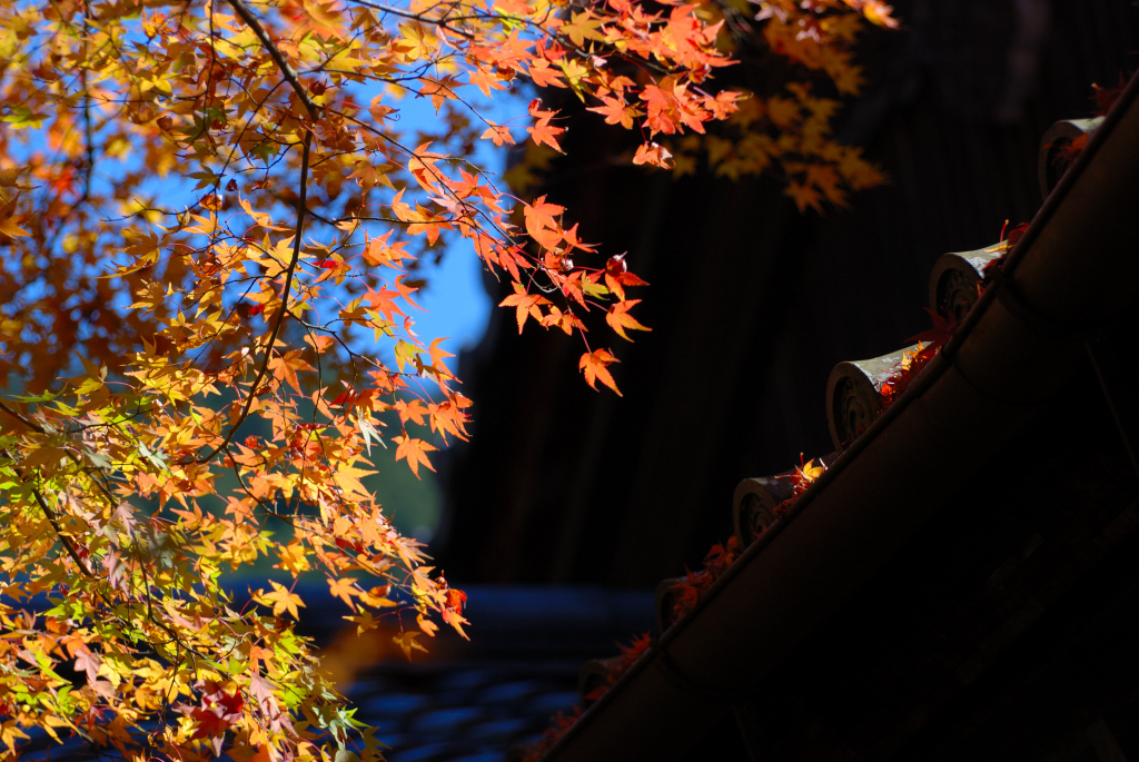 紅葉2