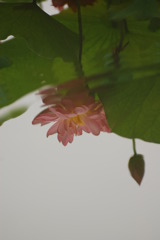 波紋