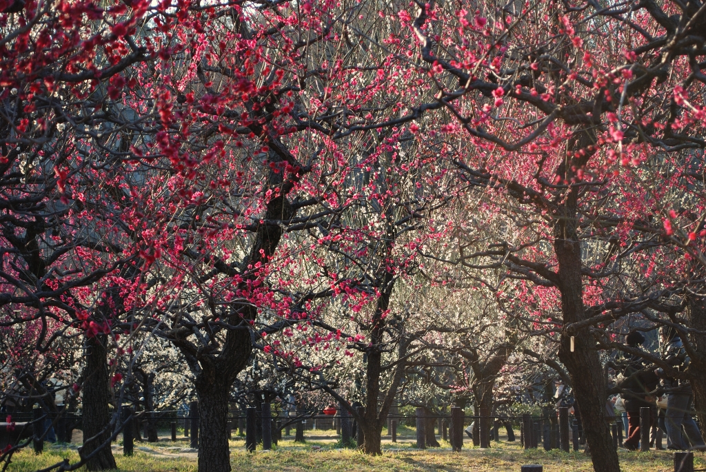 大阪城公園梅林