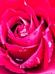 雨露に濡れる薔薇