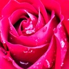 雨露に濡れる薔薇