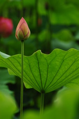 伸