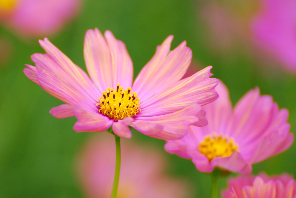 秋桜