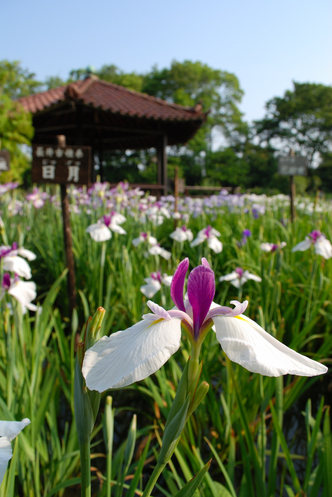 菖蒲