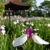 菖蒲