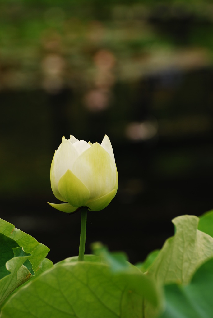 白い蕾