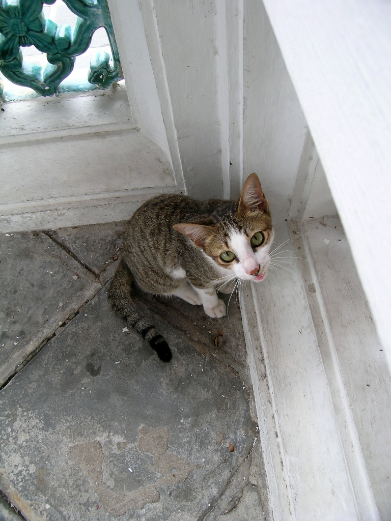猫